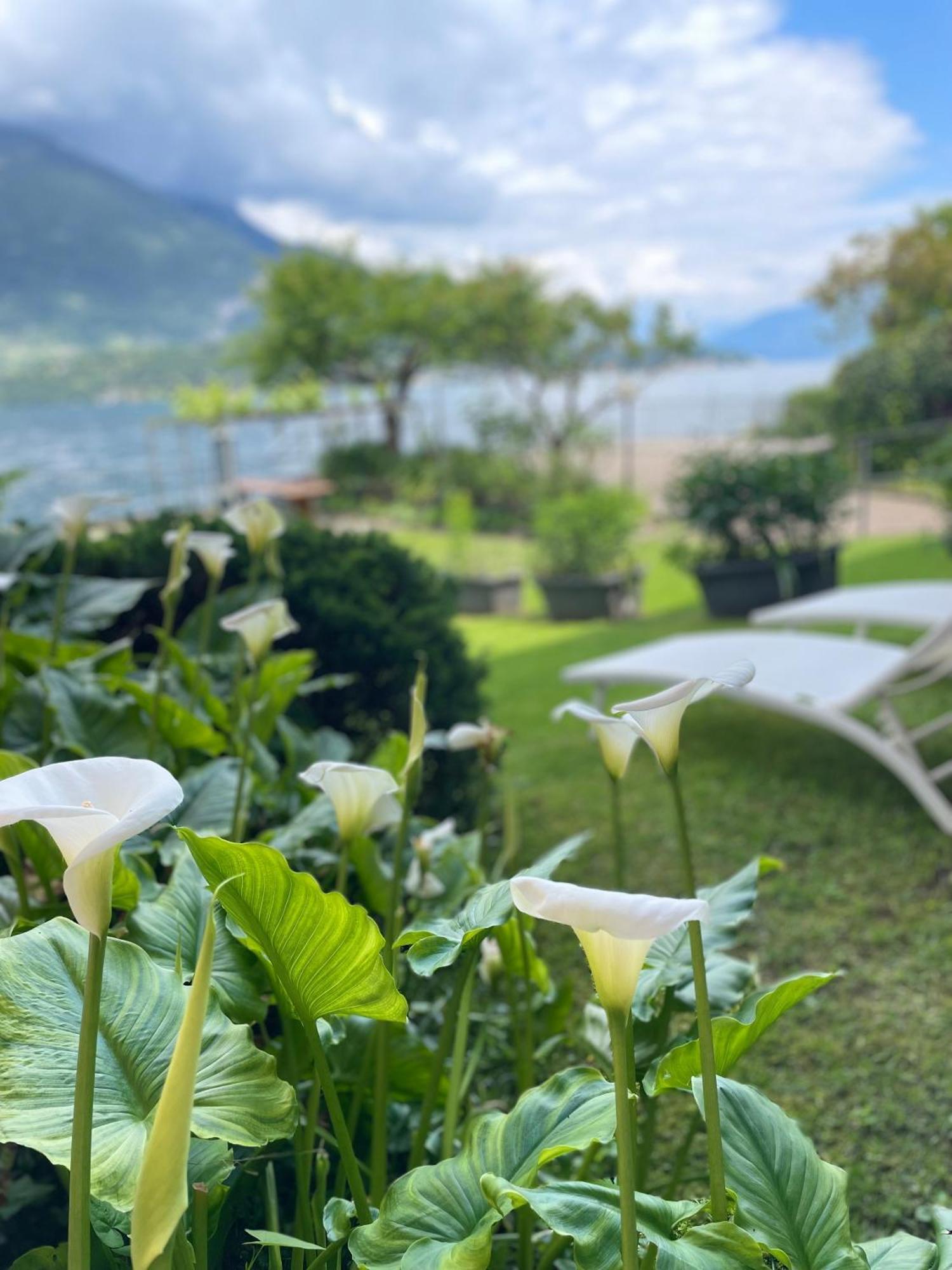 Peonia Apartment - Appartamento Vista Lago Lezzeno Buitenkant foto